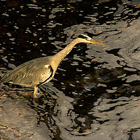 Buy canvas prints of Heron by the River Ness by Jacqi Elmslie