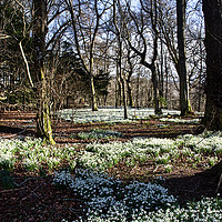 Buy canvas prints of Snowdrop Carpet Under the Trees by Jacqi Elmslie