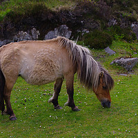 Buy canvas prints of Pony on North Uist by Jacqi Elmslie