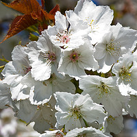 Buy canvas prints of White Cherry Blossom by Jacqi Elmslie