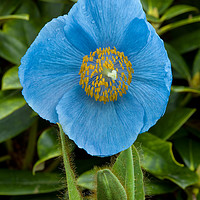 Buy canvas prints of Blue Himalayan Poppy by Jacqi Elmslie