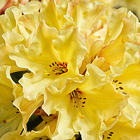 Buy canvas prints of Lemon Rhododendron Macro by Jacqi Elmslie