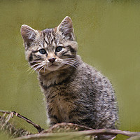 Buy canvas prints of Scottish Wildcat Kitten by Jacqi Elmslie