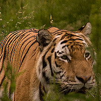 Buy canvas prints of Amur Tiger Close Up by Jacqi Elmslie