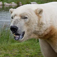 Buy canvas prints of Polar Bear in Scotland by Jacqi Elmslie