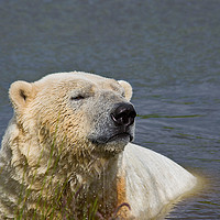 Buy canvas prints of Polar Bear Bliss by Jacqi Elmslie