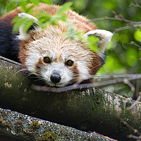 Buy canvas prints of Himalayan Red Panda  by Jacqi Elmslie