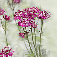 Buy canvas prints of Purple Astrantia Flowers on Misty Background by Jacqi Elmslie
