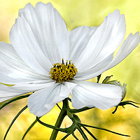 Buy canvas prints of White Watercolour Cosmos Floral by Jacqi Elmslie