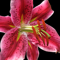 Buy canvas prints of Pink Stargazer Lily macro on Black                 by Jacqi Elmslie