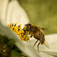 Buy canvas prints of Busy Honeybee Macro by Jacqi Elmslie