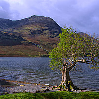 Buy canvas prints of Old Tree at Hause Point Crummock Water by Jacqi Elmslie