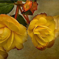 Buy canvas prints of Yellow Begonias by Jacqi Elmslie