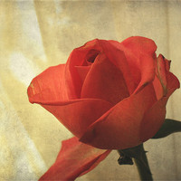 Buy canvas prints of Yesterday's Rose by Jacqi Elmslie