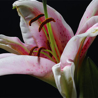 Buy canvas prints of Perfumed Lily by Jacqi Elmslie