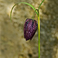 Buy canvas prints of Fritillaria by Jacqi Elmslie