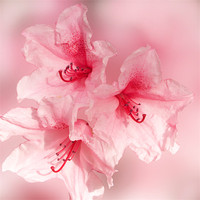 Buy canvas prints of Sugar Sweet Pink Rhododendron by Jacqi Elmslie