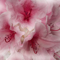Buy canvas prints of Pink Ice Rhododendron by Jacqi Elmslie