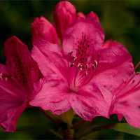Buy canvas prints of Hot Pink Rhododendron by Jacqi Elmslie