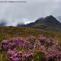 Buy canvas prints of Mountain with Heather in the Mist by Jacqi Elmslie