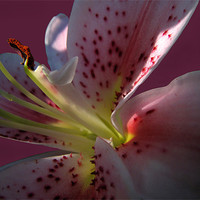 Buy canvas prints of The Heart of a Lily by Jacqi Elmslie