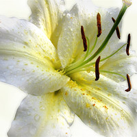 Buy canvas prints of White Lily with Raindrops by Jacqi Elmslie