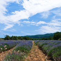 Buy canvas prints of Lavender Field Provence by Jacqi Elmslie