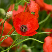 Buy canvas prints of Wild Red Poppies by Jacqi Elmslie