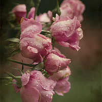 Buy canvas prints of Vintage Pink Roses by Jacqi Elmslie