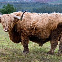 Buy canvas prints of Cheeky Highland Bull by Jacqi Elmslie