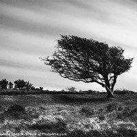 Buy canvas prints of Wind Swept by Dave Hayward
