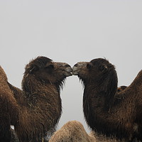 Buy canvas prints of Love got the Hump by Dave Hayward