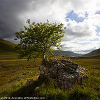 Buy canvas prints of The Little Mountain Tree Of Glen Coe by Jim kernan