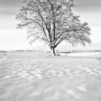 Buy canvas prints of The Frozen Tree by Jim kernan