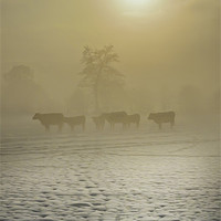 Buy canvas prints of A Cold Misty Day by Jim kernan