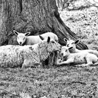 Buy canvas prints of Spring Lambs B&W by Jim kernan