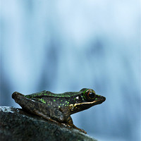 Buy canvas prints of Rainforest Frog by Alexander Mieszkowski