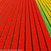 Buy canvas prints of Tulip Fields from above by James Buckle