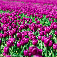 Buy canvas prints of Purple Tulip Field by James Buckle