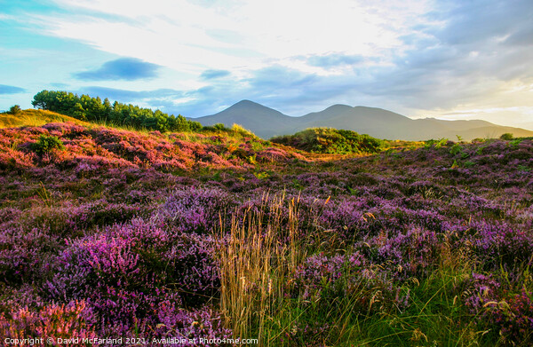 Murlough and the Mournes Picture Board by David McFarland