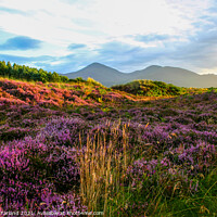 Buy canvas prints of Murlough and the Mournes by David McFarland