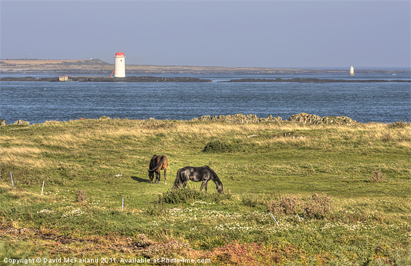 Grazing by Strangford Lough Picture Board by David McFarland
