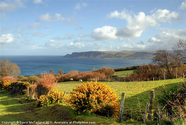 Spring on the Antrim Coast Picture Board by David McFarland