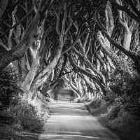 Buy canvas prints of Enchanted Pathway under the Dark Hedges by David McFarland