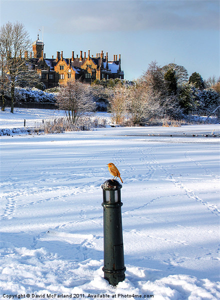 Robin, King of the Castle Picture Board by David McFarland