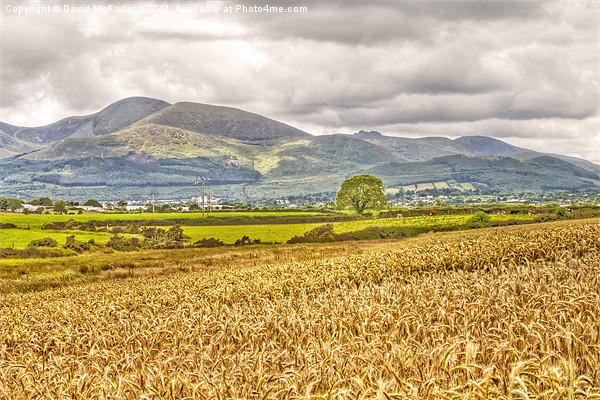 Harvesting Gold in the Mournes Picture Board by David McFarland