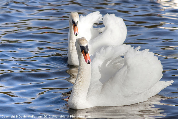 Synchronized Swanning Picture Board by David McFarland