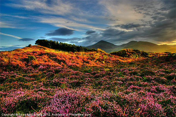 Blooming heather in the Mournes Picture Board by David McFarland