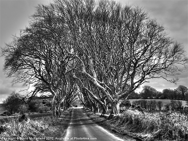 Light in the Dark Hedges Picture Board by David McFarland