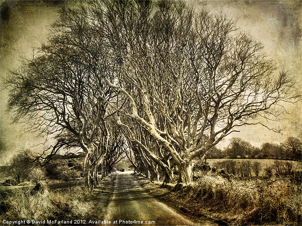 winter in the  Dark Hedges Picture Board by David McFarland